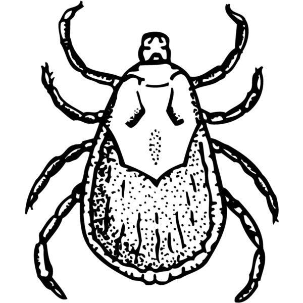 TICK Thumbnail